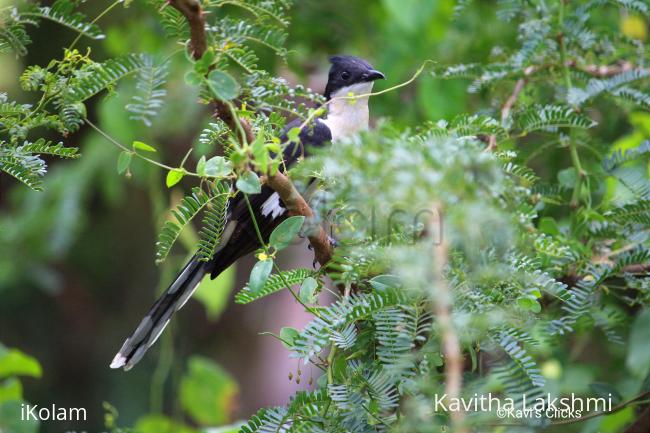 Jacobin Cuckoo - 