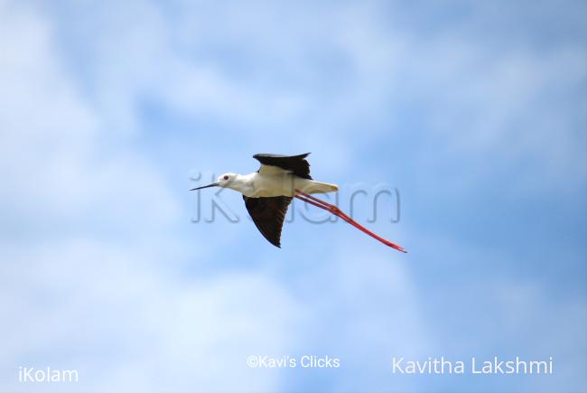 Black-winged stilt  - 