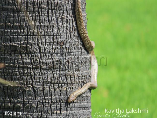 Cobra - 