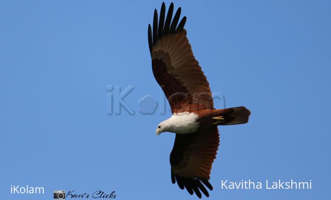 Brahminy Kite - 