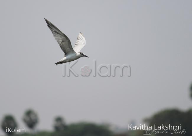 Whiskered tern - 