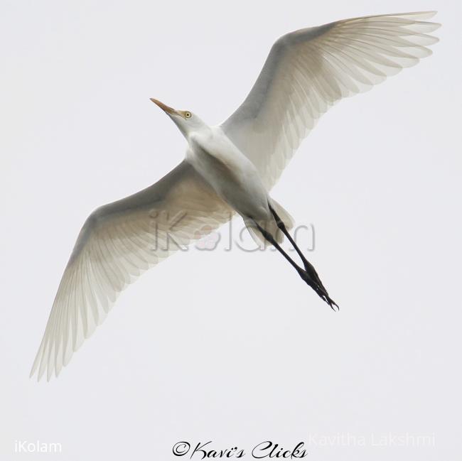 Egret - 