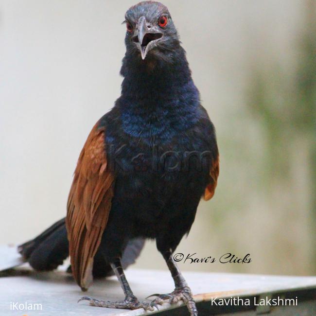 Coucal - 