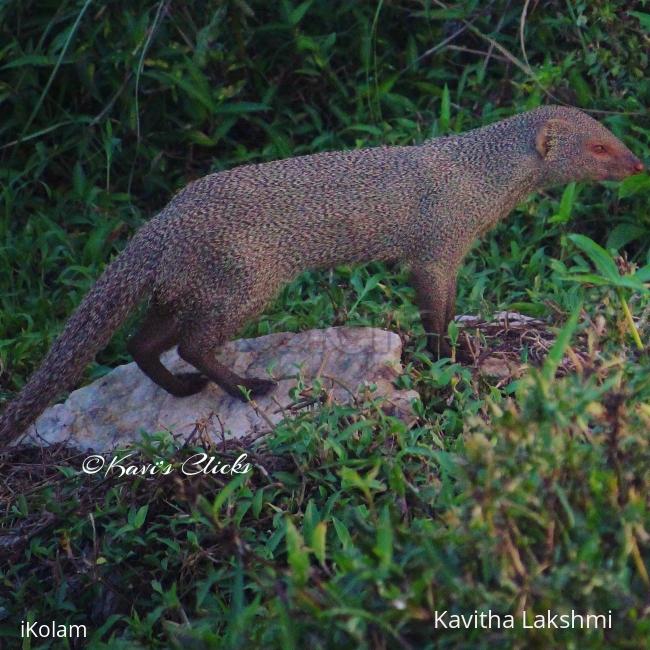 Mongoose - 