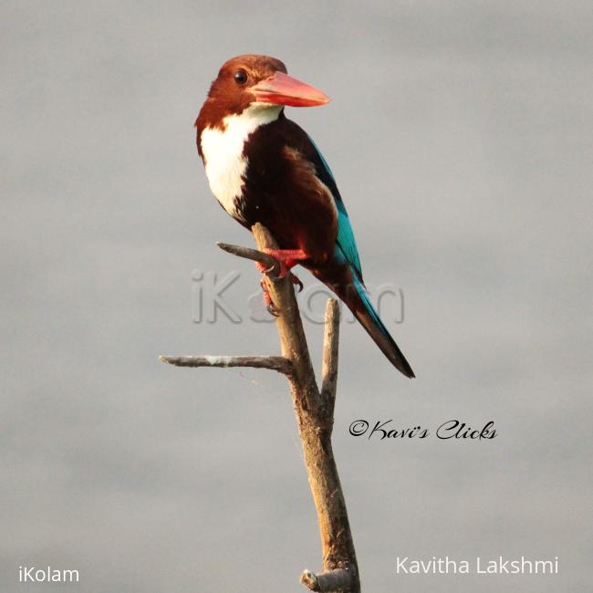 White-throated Kingfisher - 