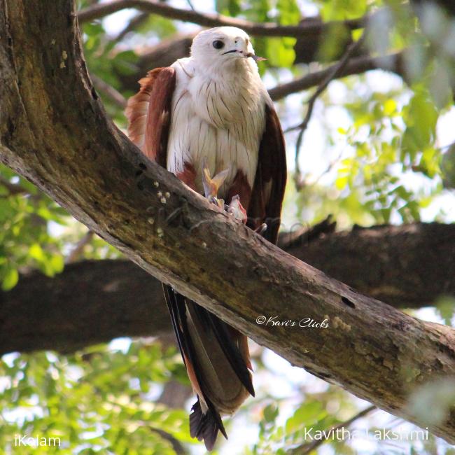 Brahminy Kite - 