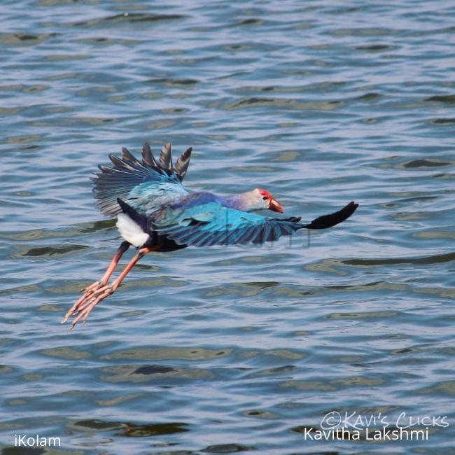 Grey-headed Swamphen - 