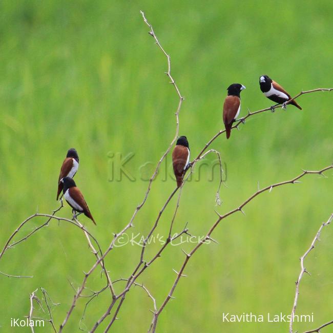 Tricoloured munias - 