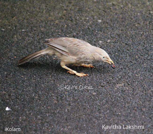 Babbler -