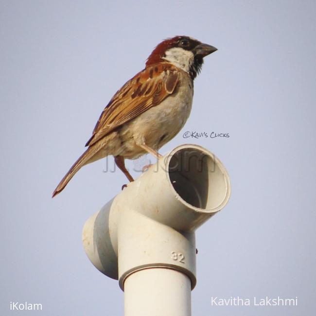 Sparrow -