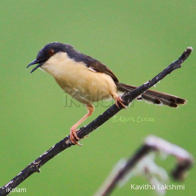 Ashy Prinia - 
