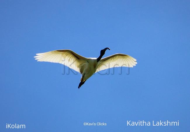 Black-headed Ibis  - 