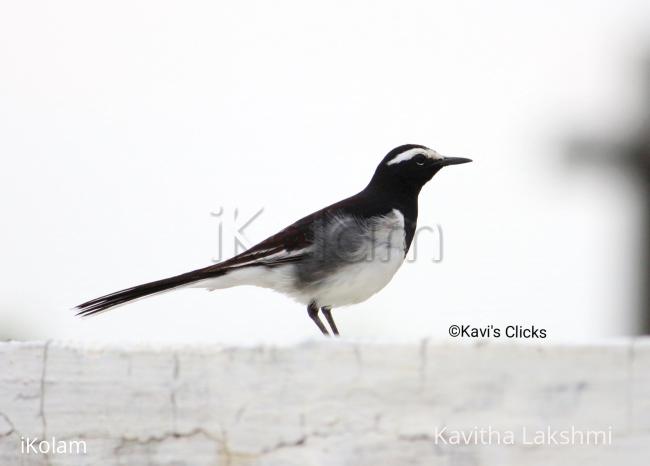 White-browed wagtail  - 