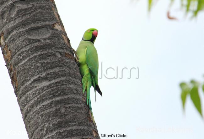 Rose-ringed parakeet  - 