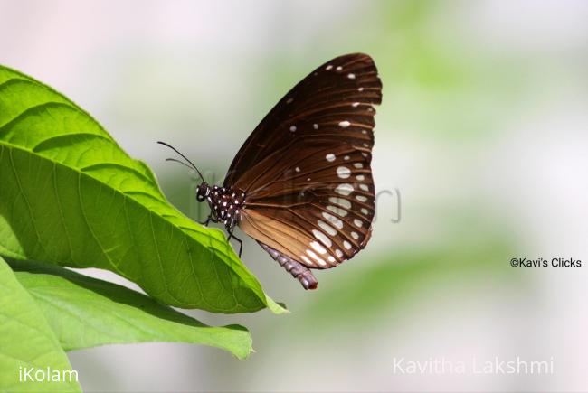 Common crow butterfly  - 