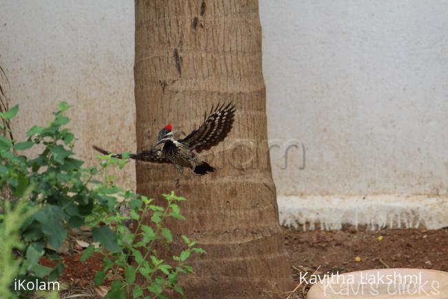 Woodpecker - 