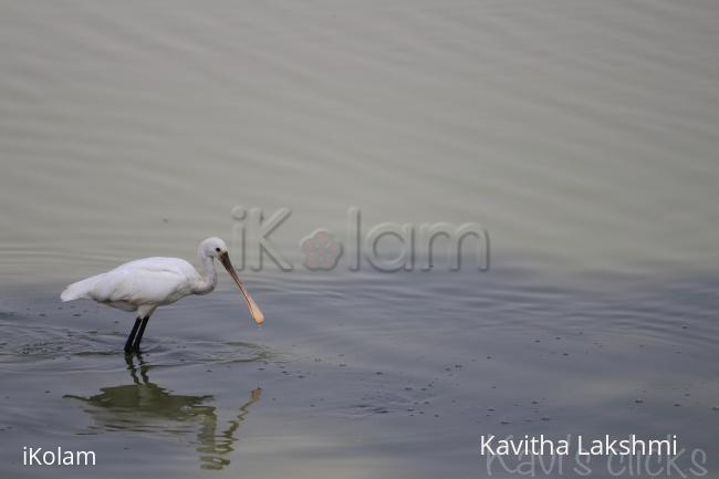 Spoonbill - 