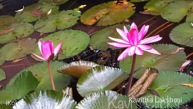 Flowers - 