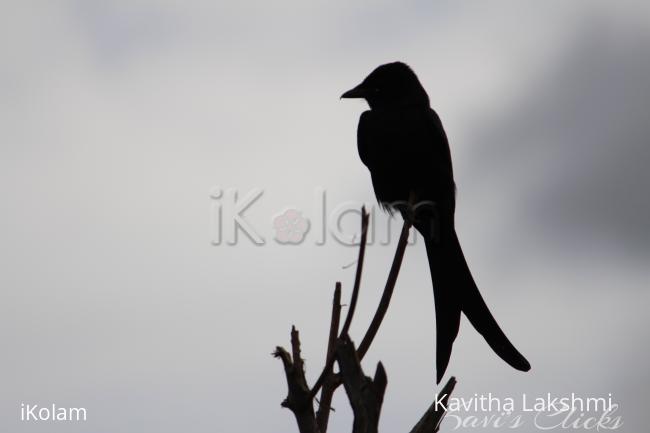 Drongo - 