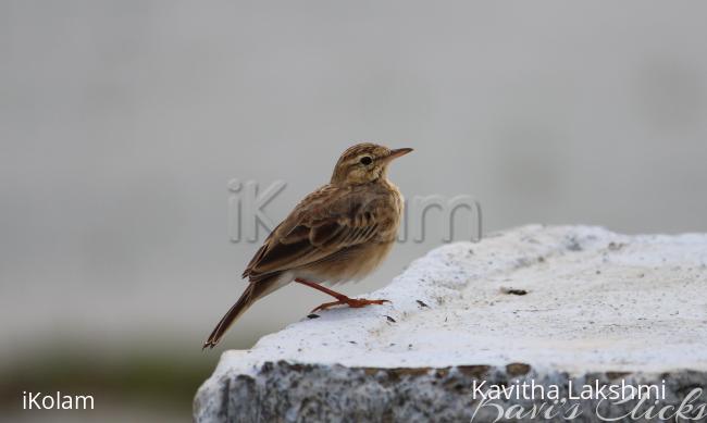 Long-billed pipit - 