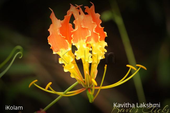 Flamelily flower - 