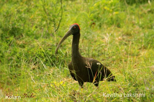 Red-naped ibis - 