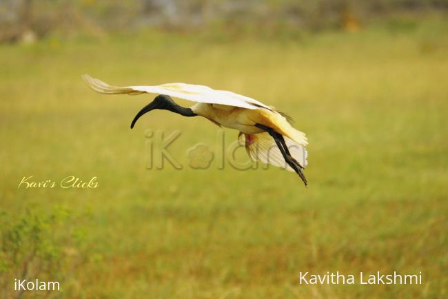 Ibis in flight - 