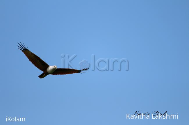 Brahminy Kite - 