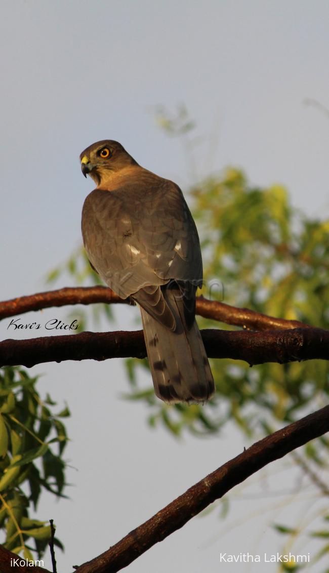 Shikra - 
