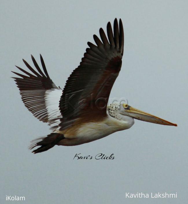 Pelican - 