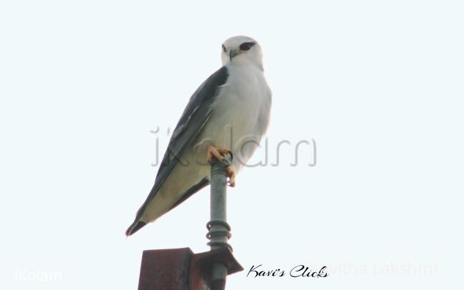 Black-Winged Kite - 