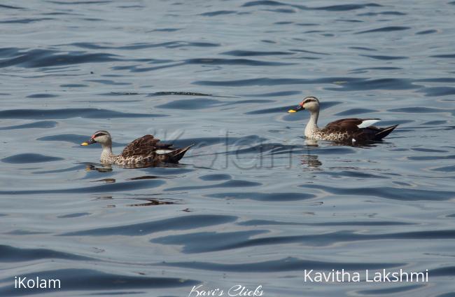 Spot billed duck - 