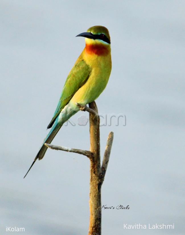 Bee-eater - 
