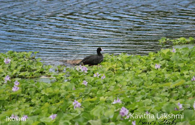 Coot - 
