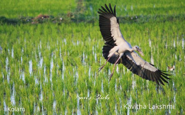 Asian Openbill - 