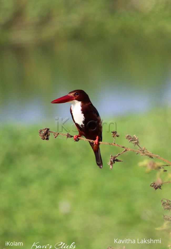 White-throated Kingfisher - 