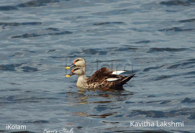 Valentines day spot billed ducks - 