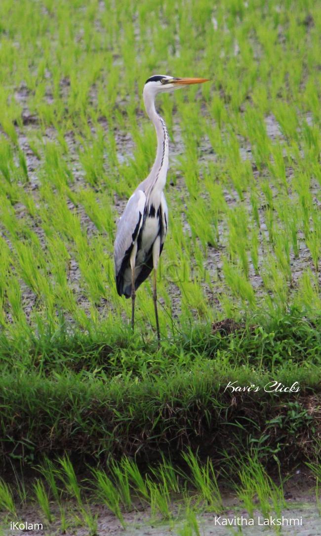 Grey Heron - 