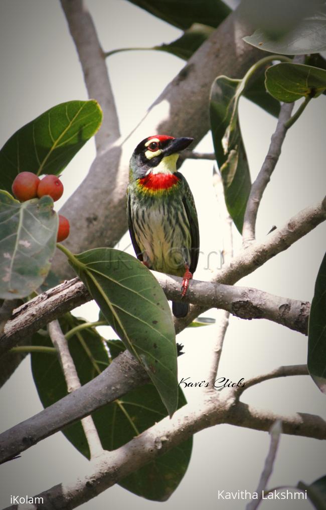 Coppersmith barbet - 