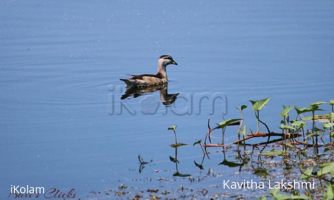 Cotton pygmy goose - 