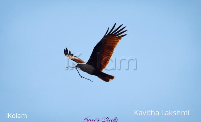 Brahminy Kite - 