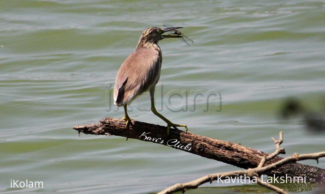 Squaccoheron with a catch - 
