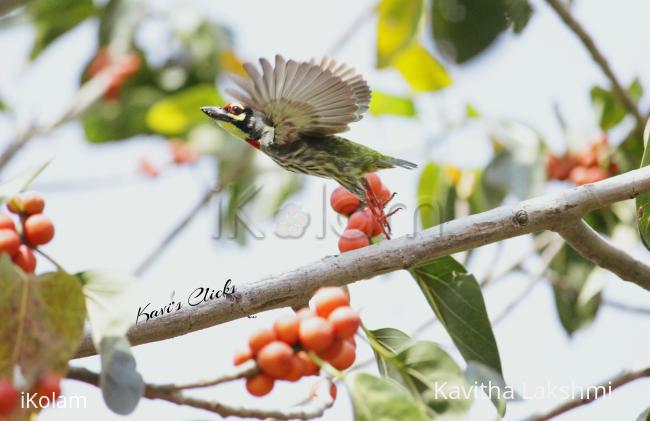 Coppersmith barbet in flight - 