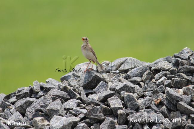Paddyfield pipit - 