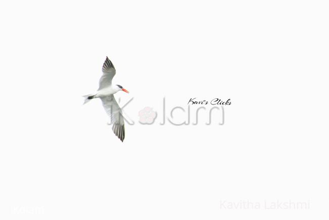 Elegant tern - 