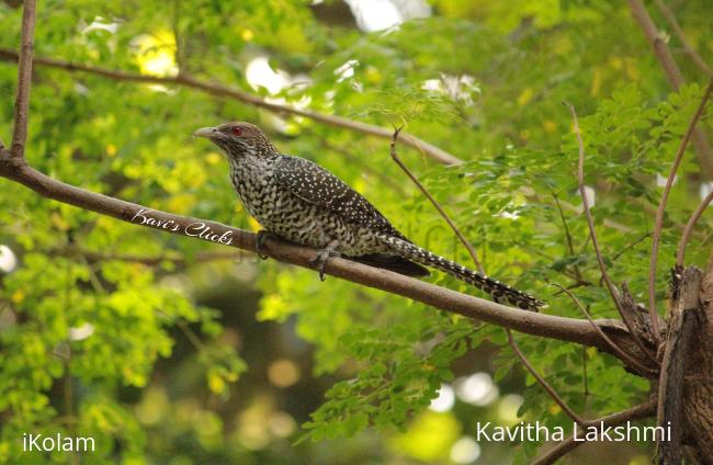 Asian Koel - 