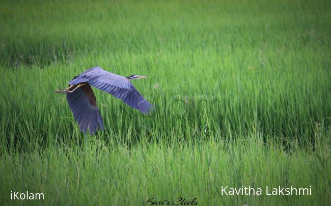 Purple heron in flight - 