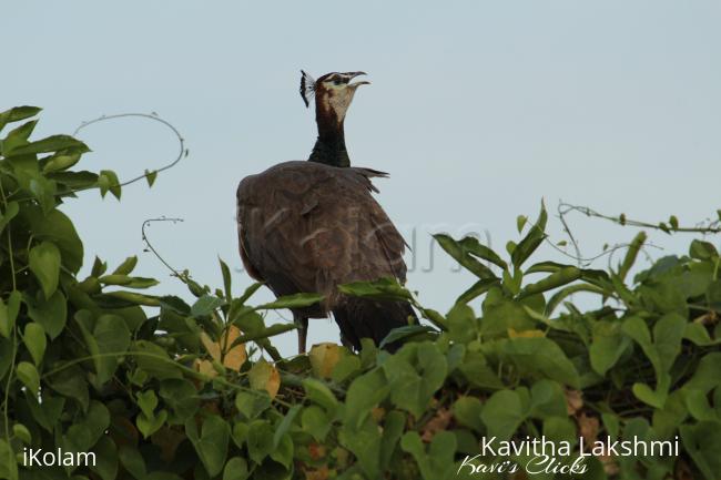 Peafowl - 