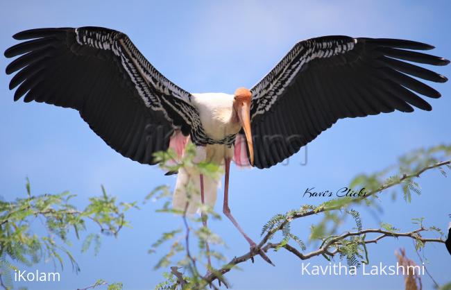 Painted stork  - 