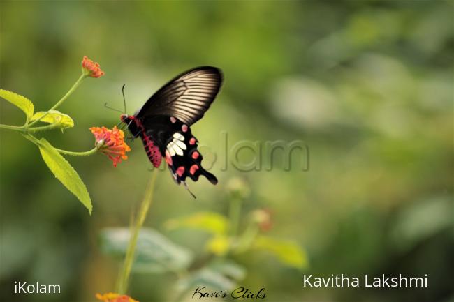 Common Rose butterfly - 